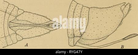 Entomologia elementare elementaryentom00sabbia Anno: 1912 26 entomologia elementare ovipositors, con cui essi sono abilitati a inserire le loro uova nel terreno o in legno, ma il maggior sviluppo del ovipositor si trova tra hymenopterous insetti in cui essa è formata per segare, noioso, o sensazione puntoria. Un'altra coppia di appendici articolate, Fig. 29. Ovipositor della cicala periodica a riposo in corrispondenza di una, e exserted a B chiamato ccrci, si trovano spesso attaccato al decimo tratto addominale. Essi sono piuttosto variabili in lunghezza, ma in maggio-mosche sono come lungo come il corpo e assomigliano molto slanciata un Foto Stock