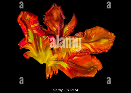 Luminose colorate fotografia macro di un set di giallo rosso parrot tulip petali di fiore in pop-art di colori su sfondo nero Foto Stock
