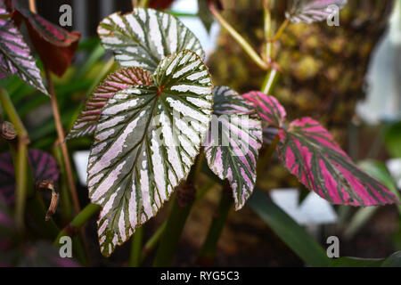 Primo piano di una rosa tropicale variegata di Begonia Brevirimosa foglie di piante Foto Stock