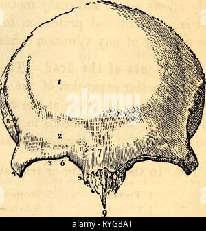 Elementari di anatomia e fisiologia : Per college, accademie e altre scuole elementaryanato00hitc Anno: 1869 1, frontale. 2, parietale. 3, occipitale. 4, temporale. 5, nasale 9, mandibola. 6, Malar. 7, Ganascia superiore. 8. lacrimale FlG. 45. Osso frontale. 1, la sporgenza frontale del lato destro. 2, cresta sopraccigliare. 3, Superorbitary ridge. 4 e 5, processi angolare. 107. Che tipo di un osso è il frontale ? Perché è una porzione di cavo it ? W hero sono le ossa temporali si trova ? Foto Stock