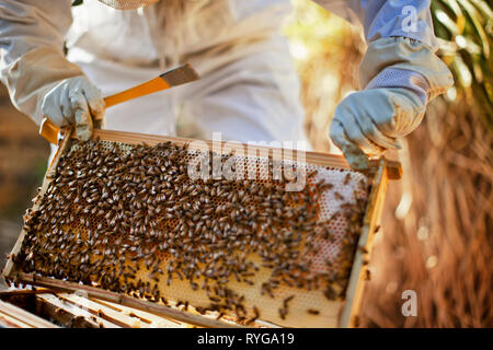 Apicoltore guardando un grande gruppo di api su un alveare. Foto Stock