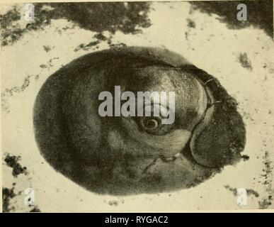 Gli abitanti della terra e mare dwellersofseasho00crow Anno: 1935 la Luna va a passo di lumaca 33 aderente mantello è di proporzioni enormi. Così grandi, quando sporge, come ad avvolgere completamente la casa che è stata progettata per tenerla al riparo. In effetti, a vedere questa creatura ritrarre il suo corpo carnoso è la testimonianza di un molto sorprendente feat. È come questo trucco del prestigiatore lumaca luna. (Fotografia scattata nell'acqua.) dove fa quasi una incredibile quantità di para- phernalia scompaiono nella sua cornucopia. La luna va a passo di lumaca viaggi in cerca di cibo o sotto o sopra la superficie della parte inferiore sabbiosa. E per una Foto Stock