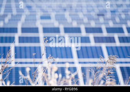 Le piante di fronte a celle solari, pannelli solari, impianto fotovoltaico. Foto Stock
