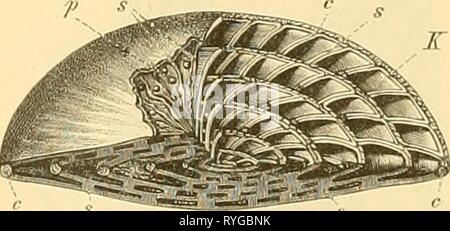 Elemente der paläontologie bearbeitet (1890) Foto Stock