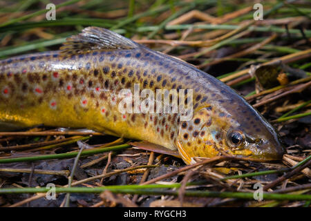 Acqua fresca, trote fario selvatiche di vegetazione lungo il fiume. Il pesce selvatico con punti sull'erba. Pesca a mosca, la filatura nel flusso del fiume Foto Stock