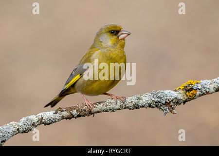 Il Parlamento verdone (Chloris chloris) o verdone comune è un songbird dell ordine dei Passeriformes e la famiglia Fringillidae. Foto Stock