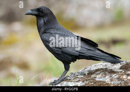 Raven - Corvus corax, ritratto del corpo e del piumaggio Foto Stock