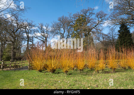 Savill garden nel mese di marzo con steli colorati di Salix alba var vitellina 'britzensis' o scarlet willow, Surrey/Confine Berkshire, Regno Unito Foto Stock
