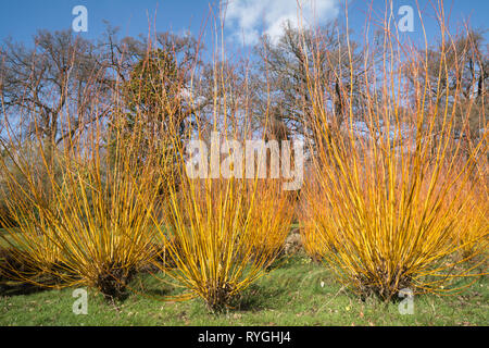 Salix alba var vitellina 'britzensis' o scalet willow in un giardino inglese durante il mese di marzo, REGNO UNITO Foto Stock