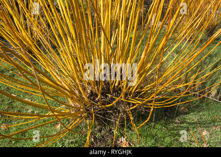 Salix alba var vitellina 'britzensis' o scalet willow in un giardino inglese durante il mese di marzo, REGNO UNITO Foto Stock