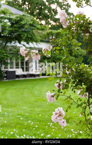 Fiori di colore rosa da prato Foto Stock