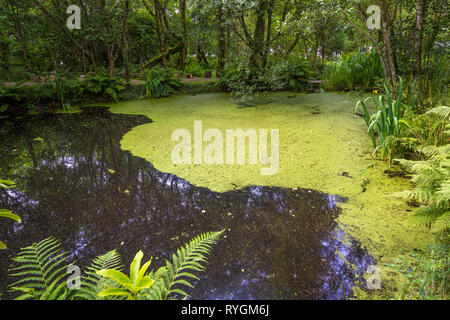 Splendido giardino verde su INISH (Fine) mendicare Foto Stock