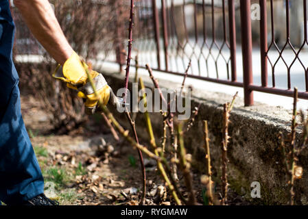 L'uomo la potatura di rose nel giardino vicino fino Foto Stock