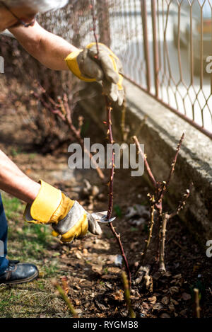 L'uomo la potatura di rose nel giardino vicino fino Foto Stock