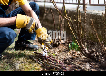 L'uomo la potatura di rose nel giardino vicino fino Foto Stock