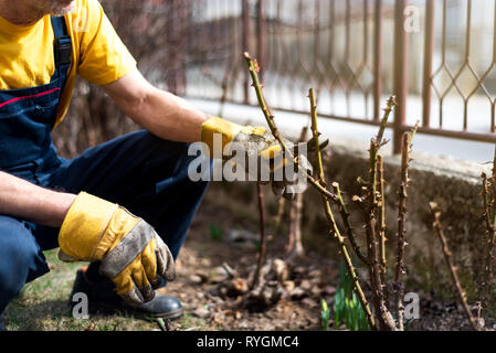 L'uomo la potatura di rose nel giardino vicino fino Foto Stock