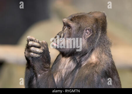Femmina adulta western pianura gorilla ritratto con mani collegate nella parte anteriore del viso Foto Stock