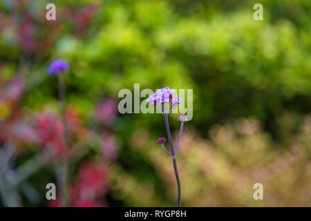 Splendido giardino verde su INISH (Fine) mendicare Foto Stock