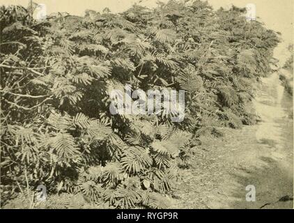 Uno studio economico di acacie economicstudyofa00shin Anno: 1913 3ul. 9, U. S. Dipartimento di Agricoltura. Piastra III. Fig. 1.-canneti di Albizzia lophantha vicino all'oceano, Golden Gate Park di San Francisco. Foto Stock