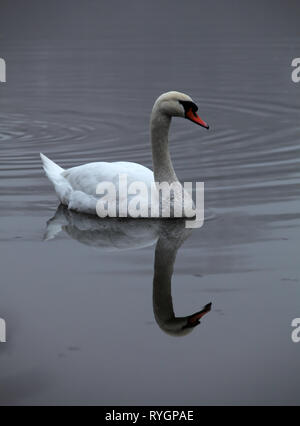 Cigno in Lago Foto Stock