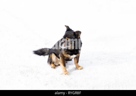 Funny chihuahua cane in posa su una spiaggia di occhiali da sole Foto Stock