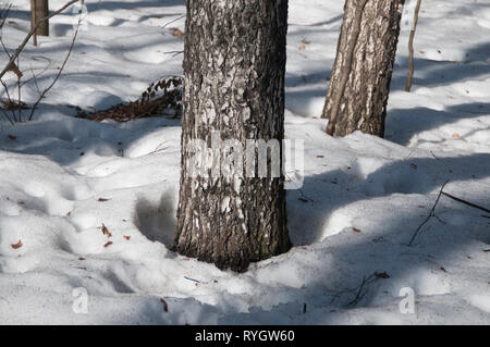 Padelle in primavera la foresta, parco Sokolniki Foto Stock