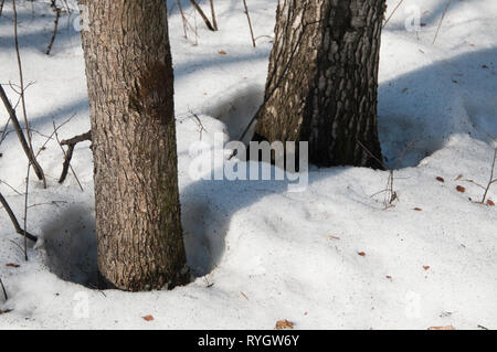 Padelle in primavera la foresta, parco Sokolniki Foto Stock