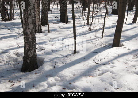 Padelle in primavera la foresta, parco Sokolniki Foto Stock