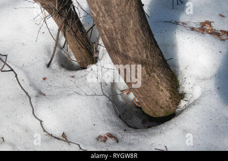 Padelle in primavera la foresta, parco Sokolniki Foto Stock