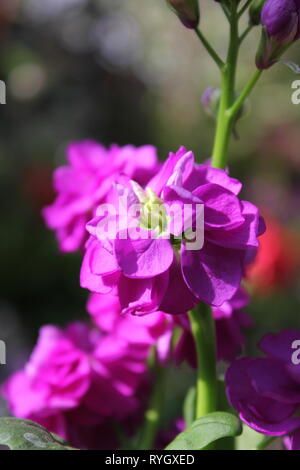 Matthiola incana, scorta di hoary, scorta di tenweeks, coltivando nel prato. Foto Stock