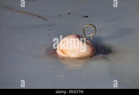 Rosa boa galleggiante congelate in ghiaccio del Lago Malaren, Svezia e Scandinavia Foto Stock