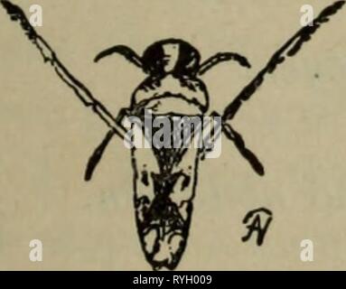 Lezioni elementari in zoölogy : una guida per studiare la vita degli animali e la struttura in campo e di laboratorio elementarylesso00necessità Anno: 1896 BACK-nuotatore. {Notonecta.) tormenta e abitudini. - Questo insetto è abbondante nel pool di Brooks e negli stagni. È un po' più di metà di un pollice in lunghezza. Essa può essere facilmente riconosciuto dal suo in- verted posizione nell'acqua. Si nuota sulla sua schiena e poggia con la sua estremità alari toccare appena- ing la superficie dell'acqua, e le sue lunghe zampe posteriori in bilico in avanti e ex- tendevano su entrambi i lati. Quando startled, freccette verso il basso : ma salirà di nuovo Foto Stock