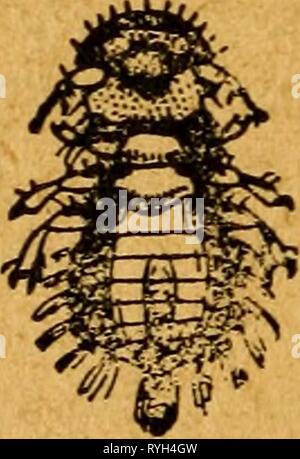 Il dott. Hess stock prenota : un trattato scientifico su cavalli, bovini, ovini, suini e pollame drhessstockbooks00hess Anno: 1901 Foto Stock