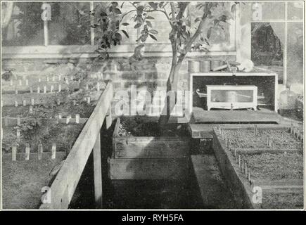 Indagini ecologiche dopo la germinazione e la rapida crescita di alberi forestali ecologicalinvest00boeruoft Anno: 1916 Fig. I. "iev dell'interno della serra tlie, mostrando le culture e hydrothermograph. Foto Stock