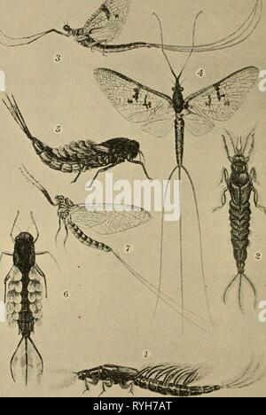 Entomologia elementare elementaryento00sabbia Anno: 1912 Fig. 123. Maggio-vola {Ephemera varia Etn.) /, 2, viste laterale e posteriore della Ninfa; 3^ 4, laterale e posteriore del maschio adulto {Siphlurus alieniaius dire); j, 6, laterale e posteriore della Ninfa; 7, vista laterale del maschio adulto. (Dopo Needham) 96 Foto Stock