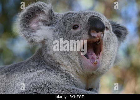 I 3 anni del maschio Koala 'Ramboora' è visto in appoggio in ombra nel suo involucro esterno a zoo di Madrid, dove le temperature raggiunte fino 20ºC durante il pomeriggio ore. Spagna agenzia meteo AEMET dette temperature record sono attesi per il mese di marzo in alcune province del paese. Secondo la AEMET, febbraio 2019 è stato uno dei mesi più caldi sul record per la Spagna. Foto Stock