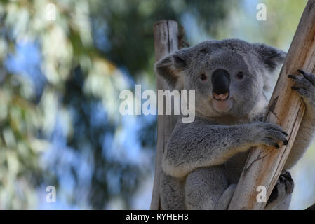 I 3 anni del maschio Koala 'Ramboora' è visto in appoggio in ombra nel suo involucro esterno a zoo di Madrid, dove le temperature raggiunte fino 20ºC durante il pomeriggio ore. Spagna agenzia meteo AEMET dette temperature record sono attesi per il mese di marzo in alcune province del paese. Secondo la AEMET, febbraio 2019 è stato uno dei mesi più caldi sul record per la Spagna. Foto Stock