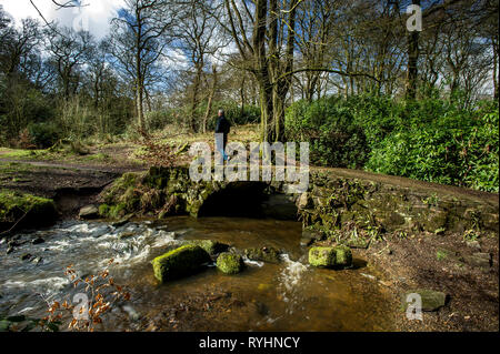 Bolton, Lancashire, Regno Unito. Xiv Mar, 2019. Un mix di sole e di docce in un giorno blustery in Smithills Country Park, Bolton, Lancashire. Le condizioni atmosferiche variabili è impostata per continuare fino a quando il weekend in Inghilterra del Nord Ovest. Un camminatore su parchi Bosco sentiero natura. Foto di Paolo heres, giovedì 14 marzo, 2019 Credit: Paolo Heyes/Alamy Live News Foto Stock