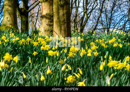 Bolton, Lancashire. 14 mar 2019. Regno Unito: Meteo blustery un giorno per i narcisi in Mosè Gate Country Park, Bolton, Lancashire. Le condizioni atmosferiche variabili è impostata per continuare fino a quando il weekend in Inghilterra del Nord Ovest. Foto di Paolo Heyes, giovedì 14 marzo, 2019 Credit: Paolo Heyes/Alamy Live News Foto Stock