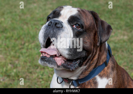 Brindle boxer cucciolo con marcature bianche è seduto su un prato verde. Close up. Gli animali da compagnia. Cane di razza. Foto Stock