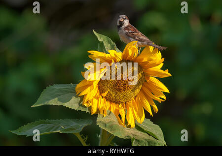 Casa passero in posa su un impianto di semi di girasole Foto Stock