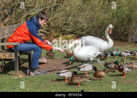 Uomo seduto sul banco alimentare le anatre e i cigni dalla mano di un laghetto al sole in Oxford University Parks in inverno / molla Foto Stock