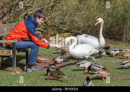 Uomo seduto sul banco alimentare le anatre e i cigni dalla mano di un laghetto al sole in Oxford University Parks in inverno / molla Foto Stock