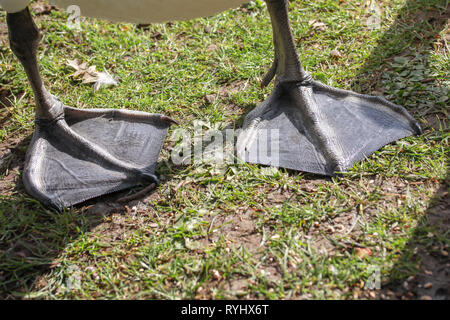 Chiusura del cigno nero piedi palmati in piedi sull'erba sotto il sole in Oxford University Parks in inverno / molla Foto Stock