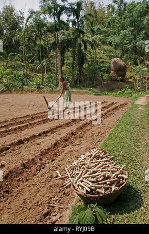 BANGLADESH agricoltore di Koch minoranze tribali preparare un campo per la piantagione manioca, Nalitabari, Mymensingh regione foto di Sean Sprague Foto Stock