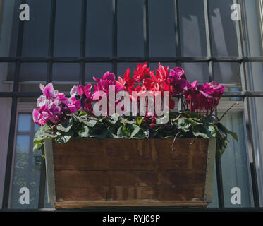 Cyclamen persicum, persia viola in un vaso di legno sul davanzale di una finestra Foto Stock