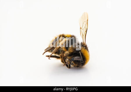 Bumblebee, Macro di dead Bumblebee su sfondo bianco Foto Stock