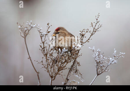 Lesser Redpoll, Carduelis flammea, singolo adulto alimentazione sulle sementi di fiori selvaggi. Presa di gennaio. Arundel, West Sussex, Regno Unito. Foto Stock