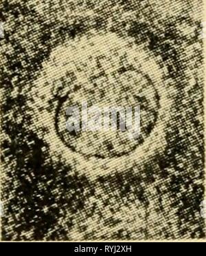 Le uova dei mammiferi eggsofmammals00pinc Anno: 1936 Fig. 12 Fig. 13 Fig. 14 L, Foto Stock