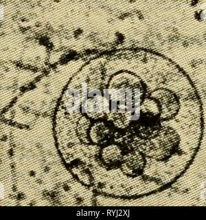 Le uova dei mammiferi eggsofmammals00pinc Anno: 1936 Fig. 12 Fig. 13 Foto Stock